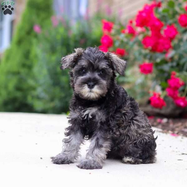 Callie, Miniature Schnauzer Puppy